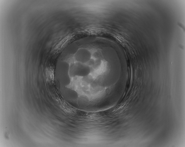 X0000099501155200805151424