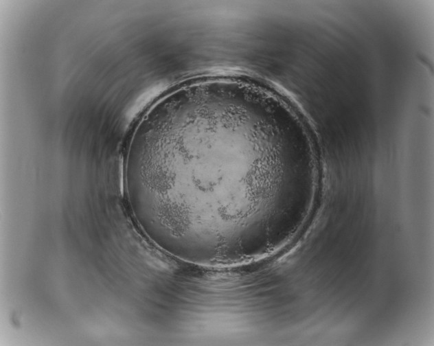 X0000099501171200805151424