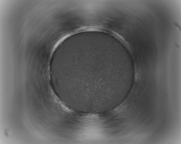 X0000099501174200805151424