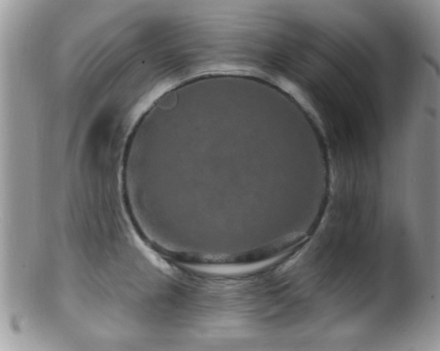 X0000099501237200805151423