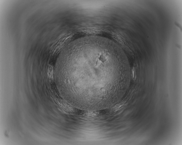 X0000099501251200805151422