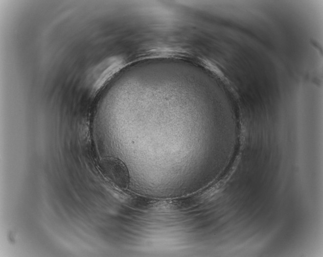 X0000099501259200805151422