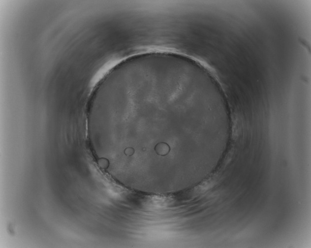 X0000099501271200805151422