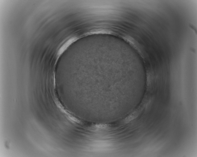 X0000099501274200805151422