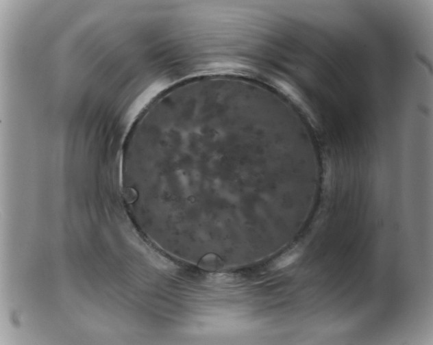 X0000099501275200805151422