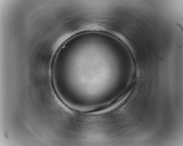 X0000099501335200805151422