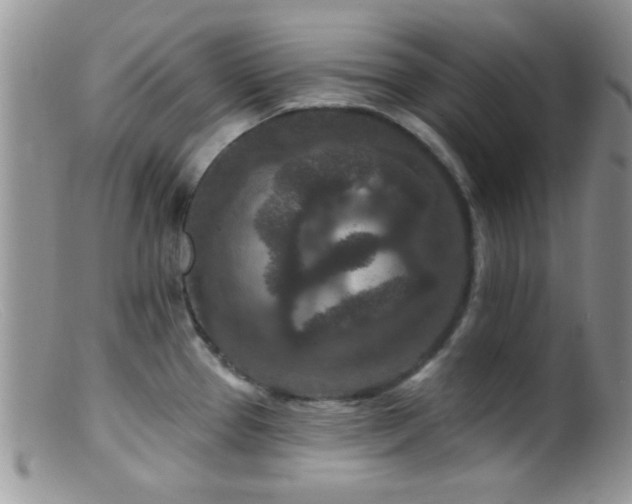X0000099501337200805151422