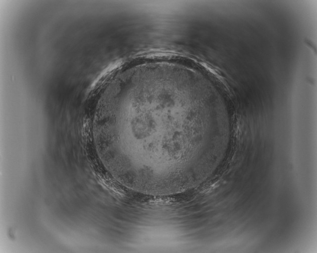 X0000099501351200805151421
