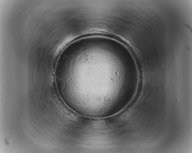 X0000099501363200805151421