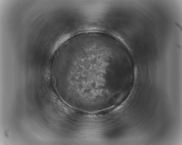X0000099501405200805151420