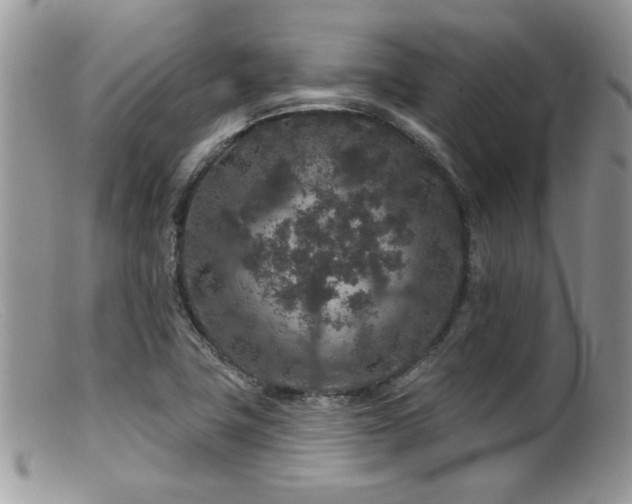 X0000099501411200805151420