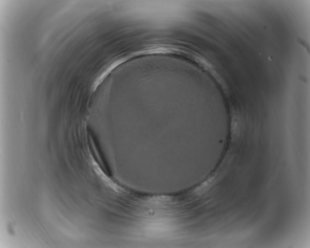 X0000099501417200805151420