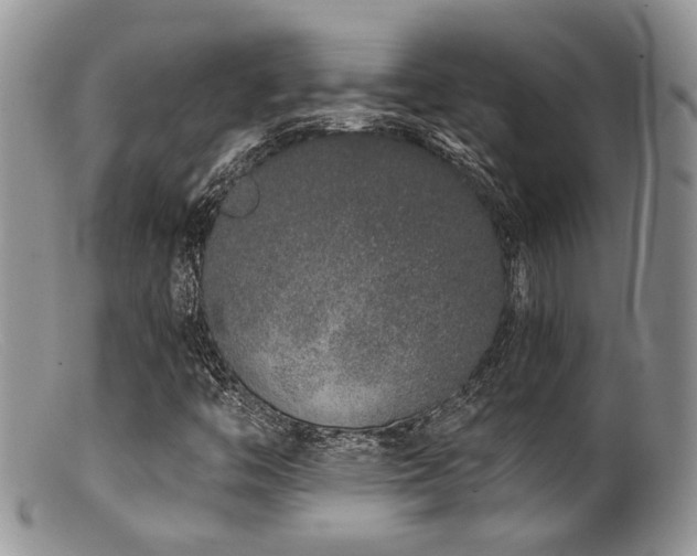 X0000099501446200805151419