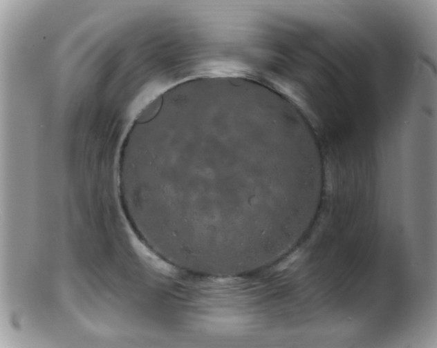 X0000099501471200805151419