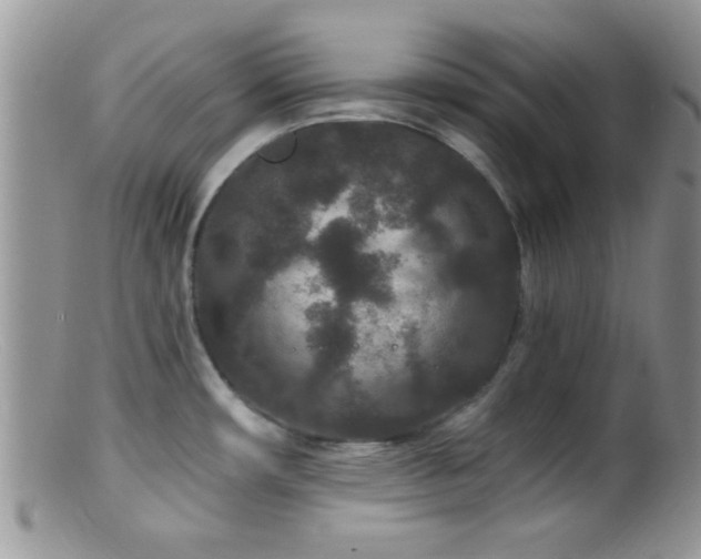 X0000099501482200805151419