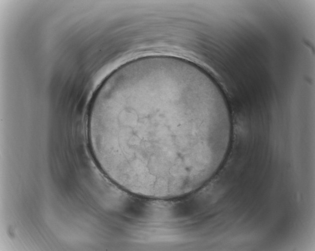 X0000099501514200805151419