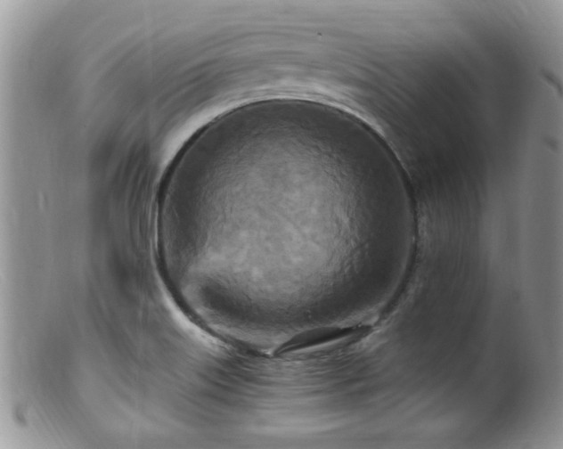 X0000099501515200805151419