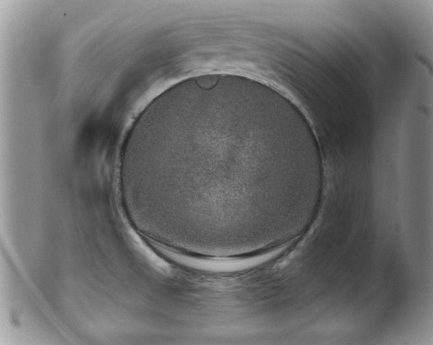 X0000099501525200805151419