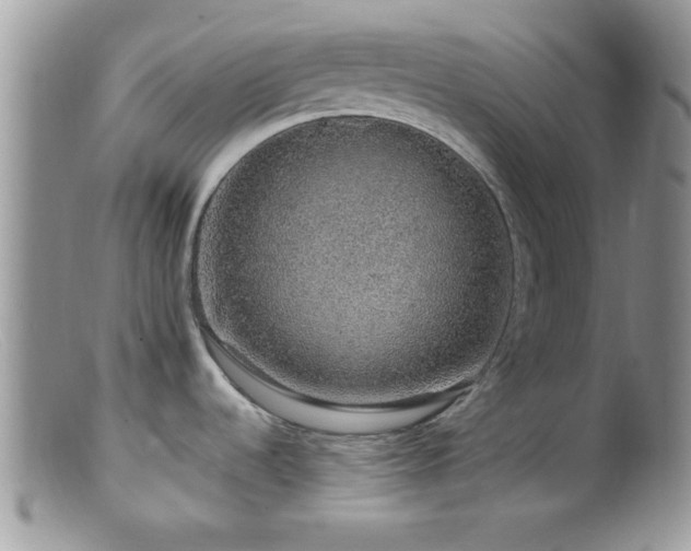 X0000099501536200805151419