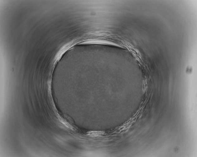 X0000099500051200805221409