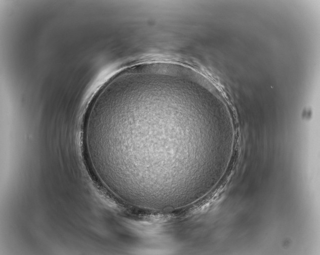 X0000099500103200805221409