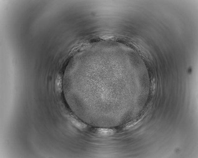 X0000099500234200805221407
