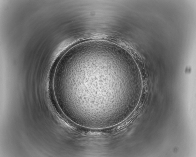 X0000099500242200805221407