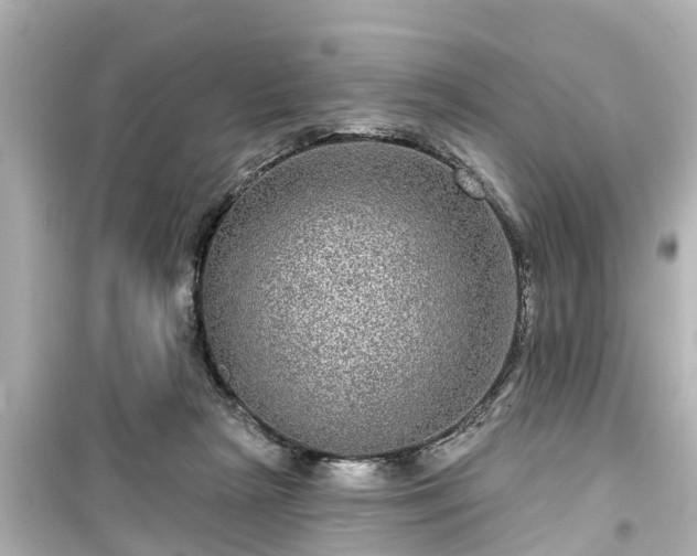 X0000099500265200805221407