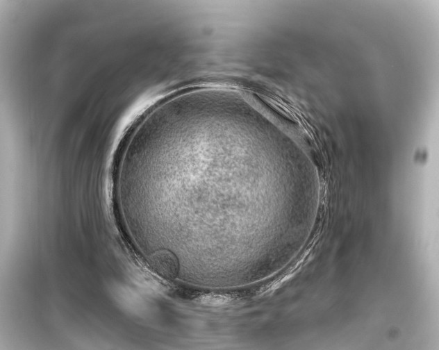 X0000099500294200805221406