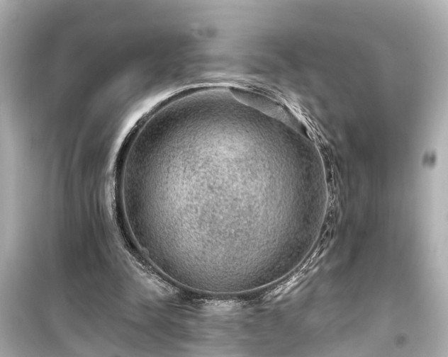 X0000099500342200805221405