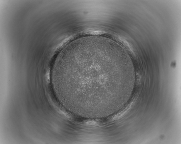 X0000099500358200805221405