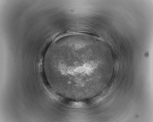 X0000099500360200805221405