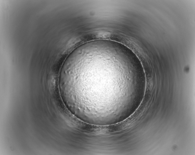 X0000099500363200805221405