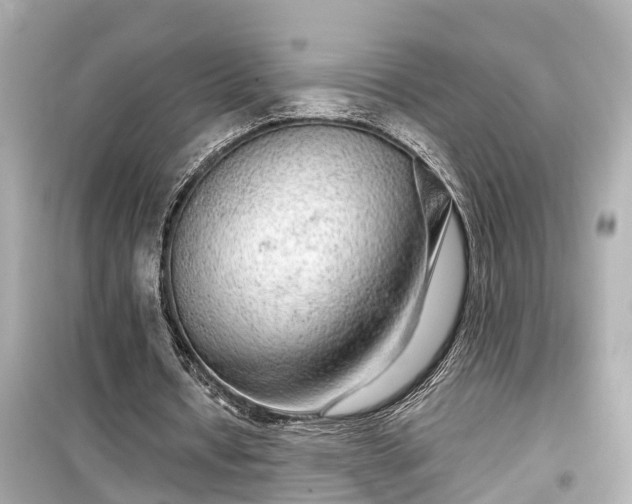 X0000099500434200805221404