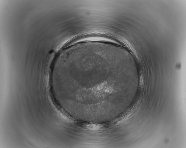 X0000099500444200805221404