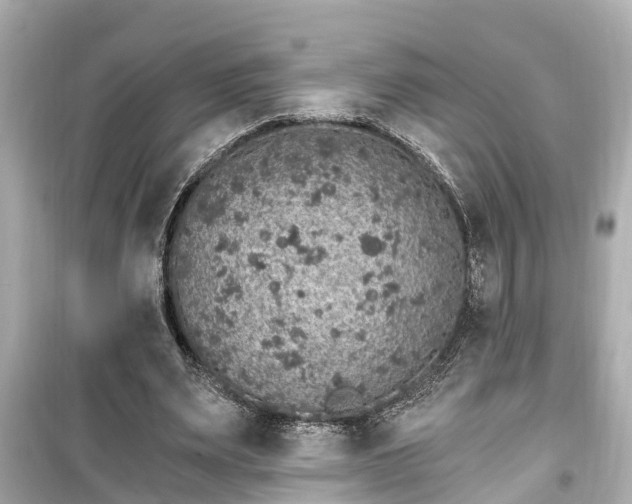 X0000099500487200805221404
