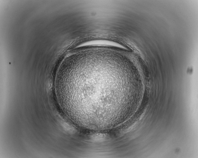 X0000099500593200805221402