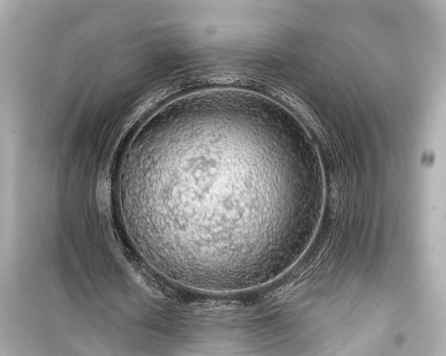 X0000099500626200805221401