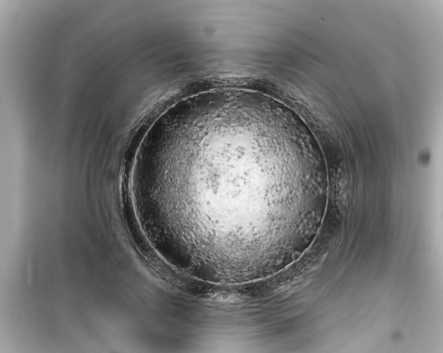 X0000099500742200805221400