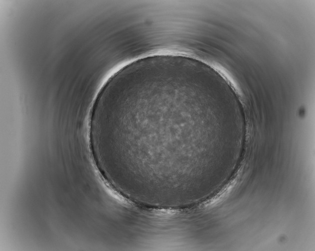 X0000099500854200805221359
