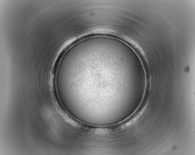 X0000099501029200805221356
