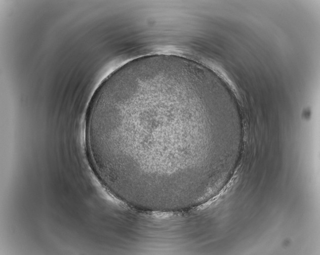 X0000099501032200805221356