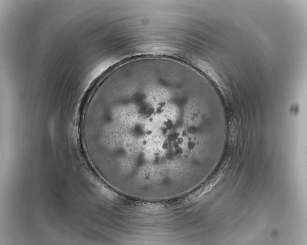 X0000099501071200805221355