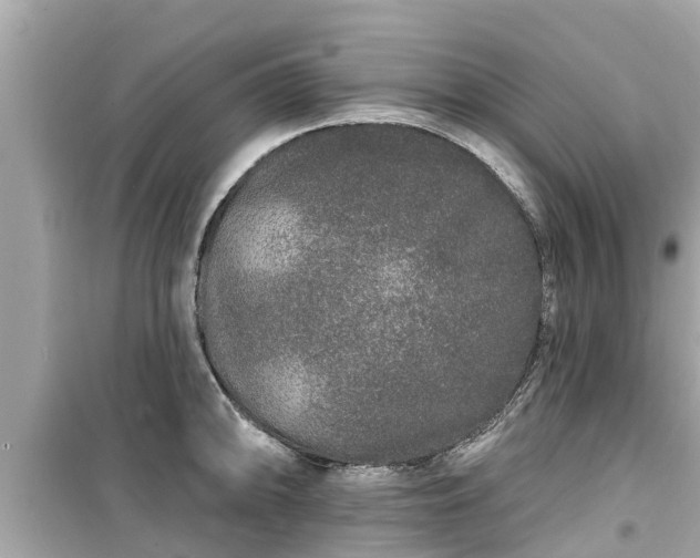 X0000099501094200805221355