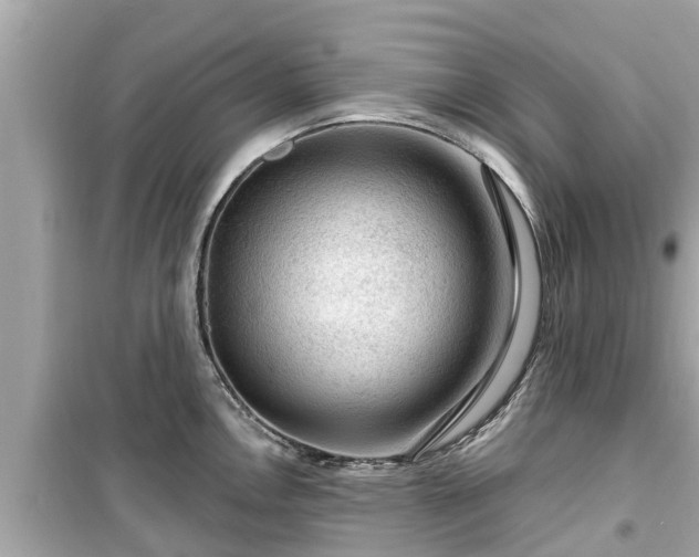 X0000099501146200805221355