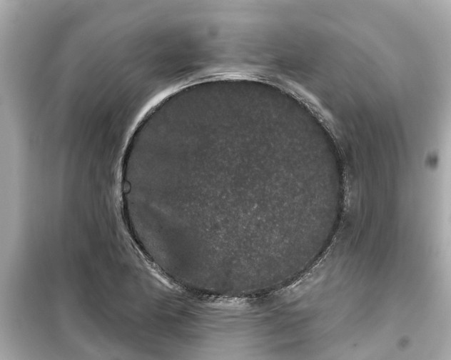 X0000099501174200805221354