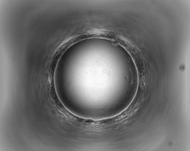 X0000099501206200805221353