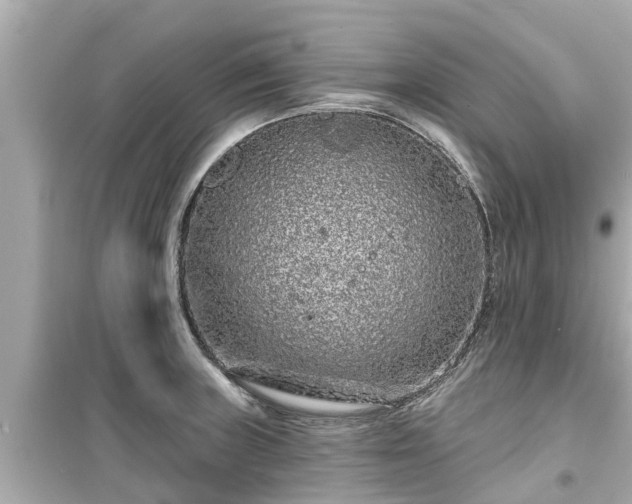 X0000099501235200805221353