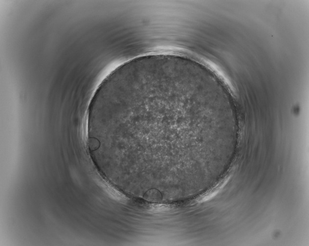 X0000099501275200805221352