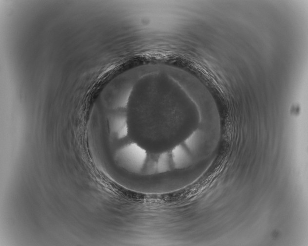 X0000099501297200805221351
